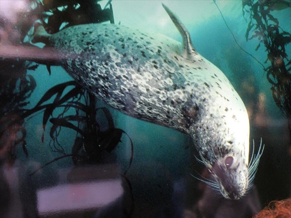 025-Тюлень резвится в изумрудных зарослях водорослей
